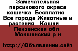 Замечательная персикового окраса кошечка. Бесплатно - Все города Животные и растения » Кошки   . Пензенская обл.,Мокшанский р-н